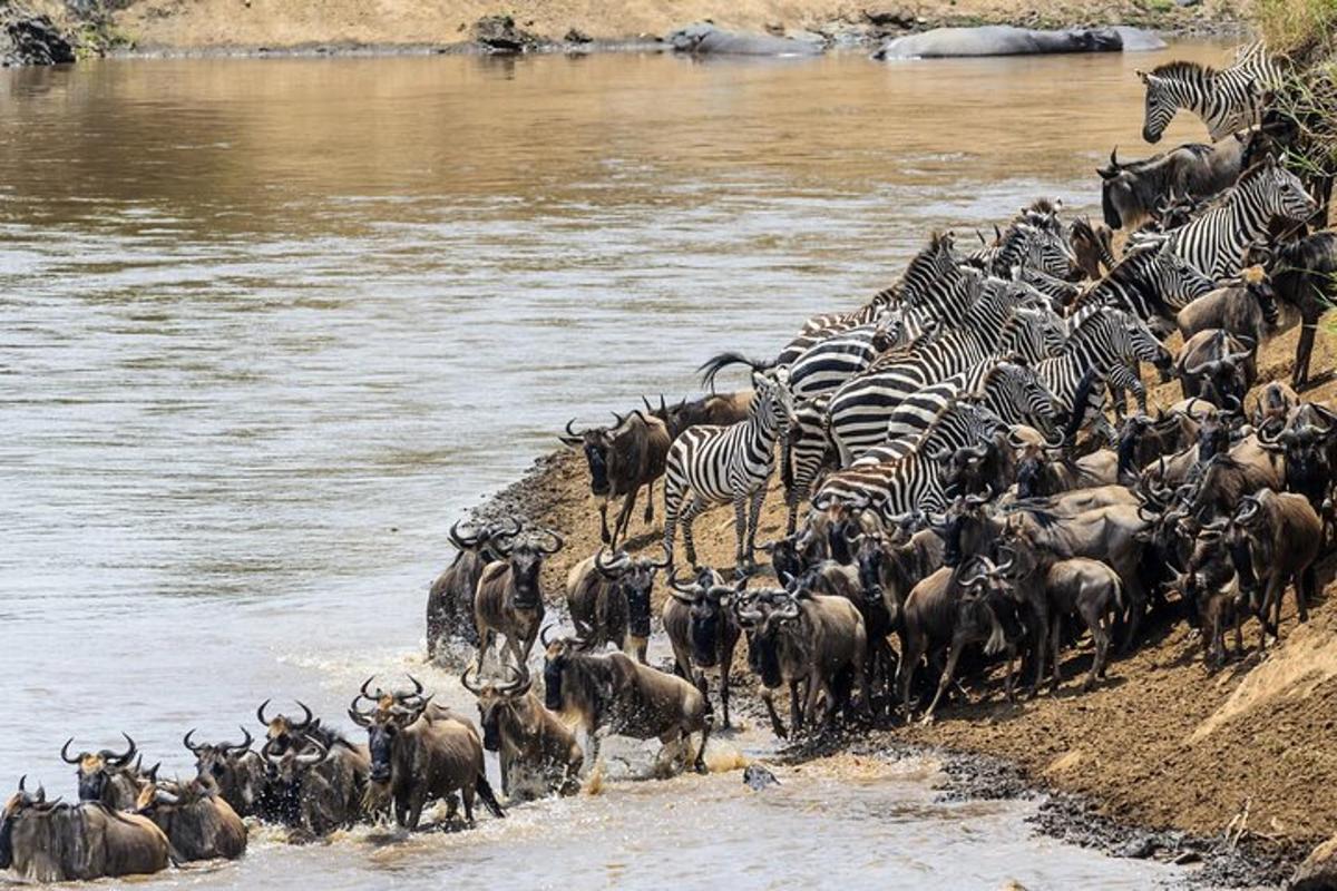 a herd of zebras and other animals crossing a river