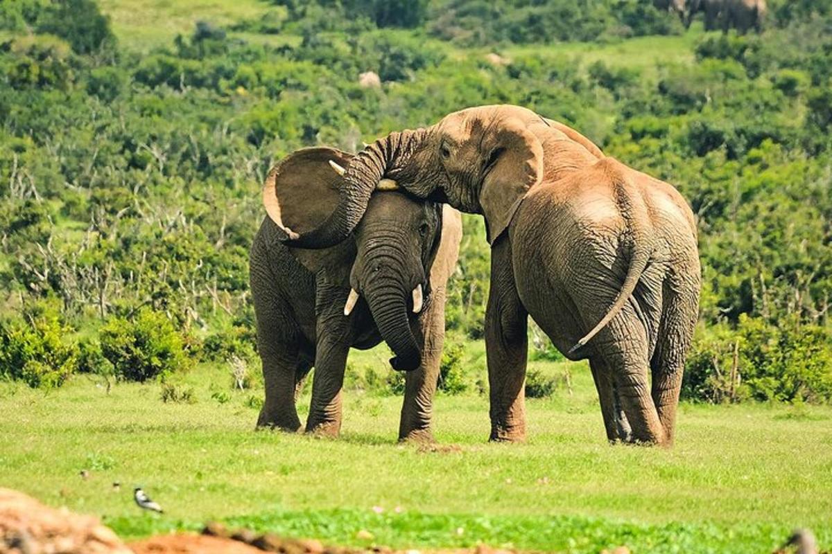 Dos elefantes parados uno al lado del otro en un campo