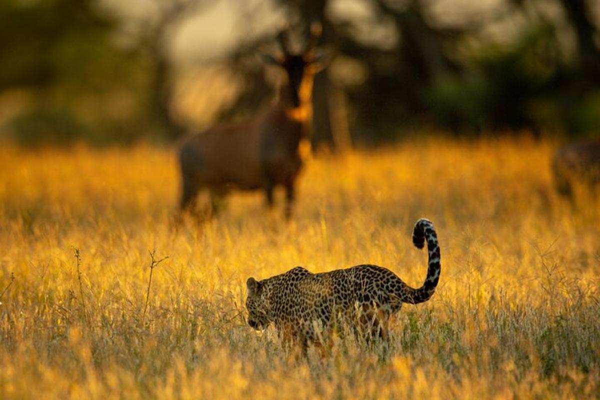 un ghepard stând într-un câmp cu iarbă înaltă