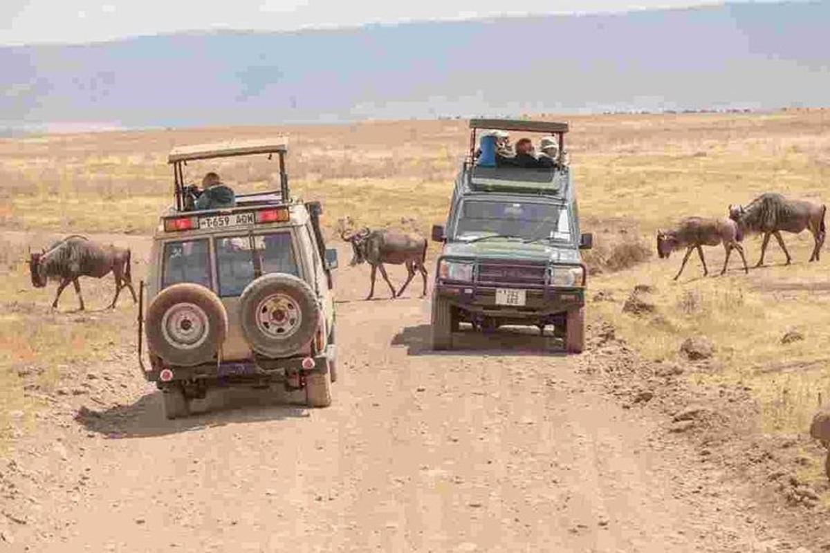 a jeep and a vehicle on a dirt road with animals