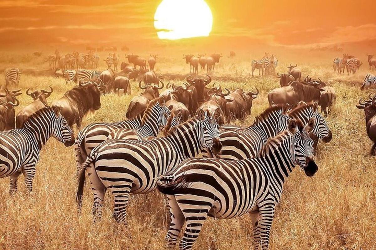 a herd of zebras and other animals in a field