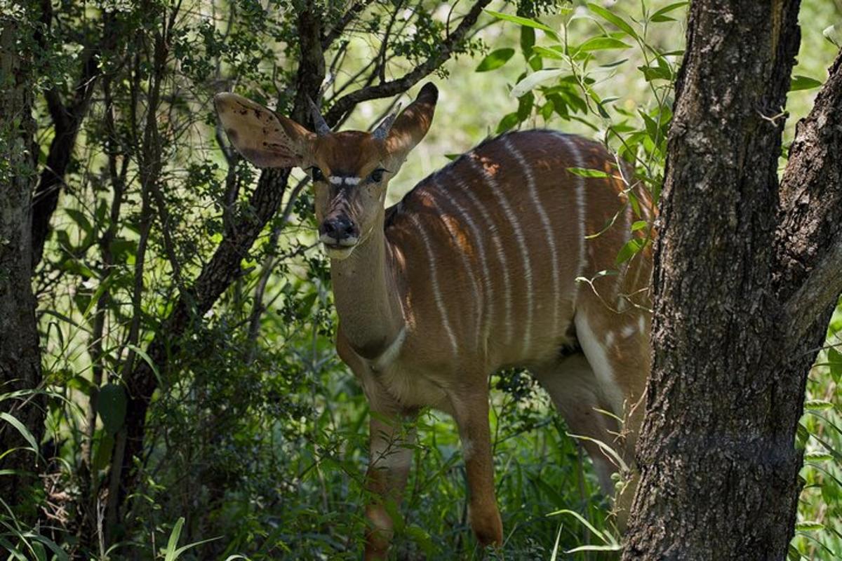 un cervo in piedi nel bosco accanto agli alberi