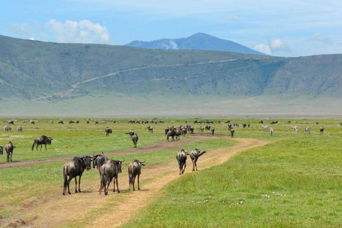 a herd of animals walking down a dirt road