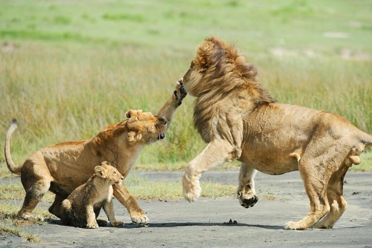 two lions playing with each other on a dirt road