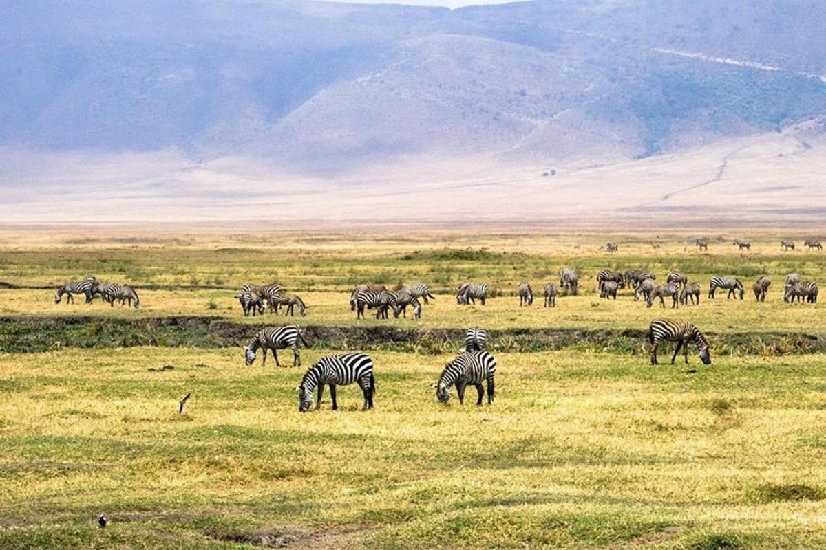 a herd of zebras grazing in a field