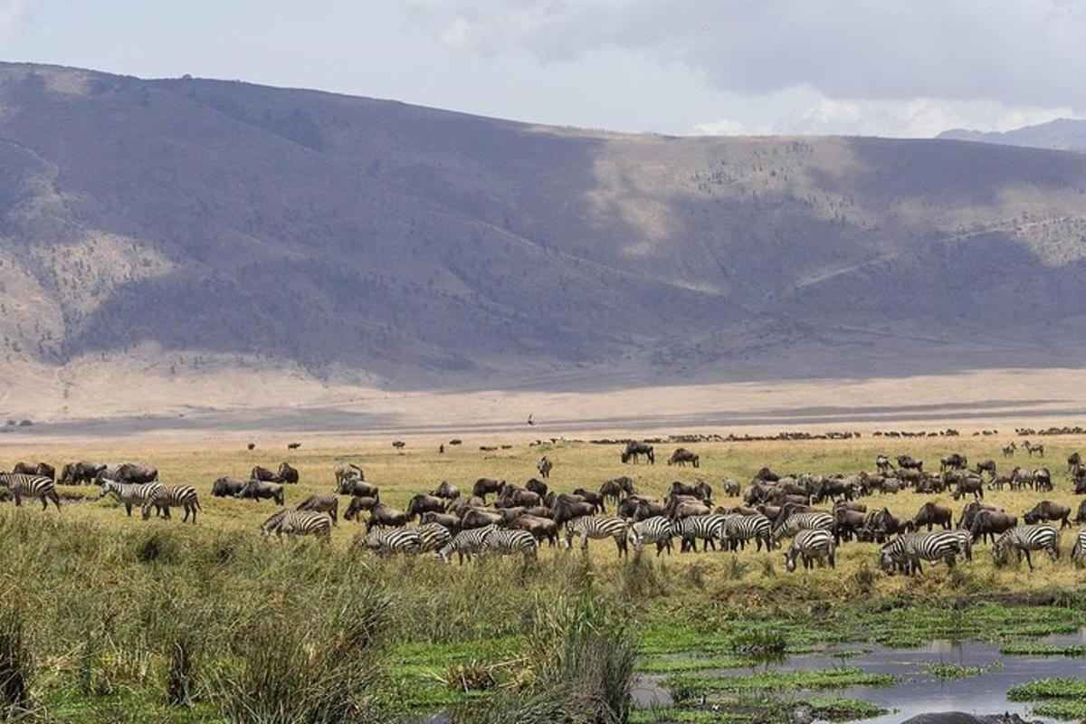a herd of zebras and other animals in a field