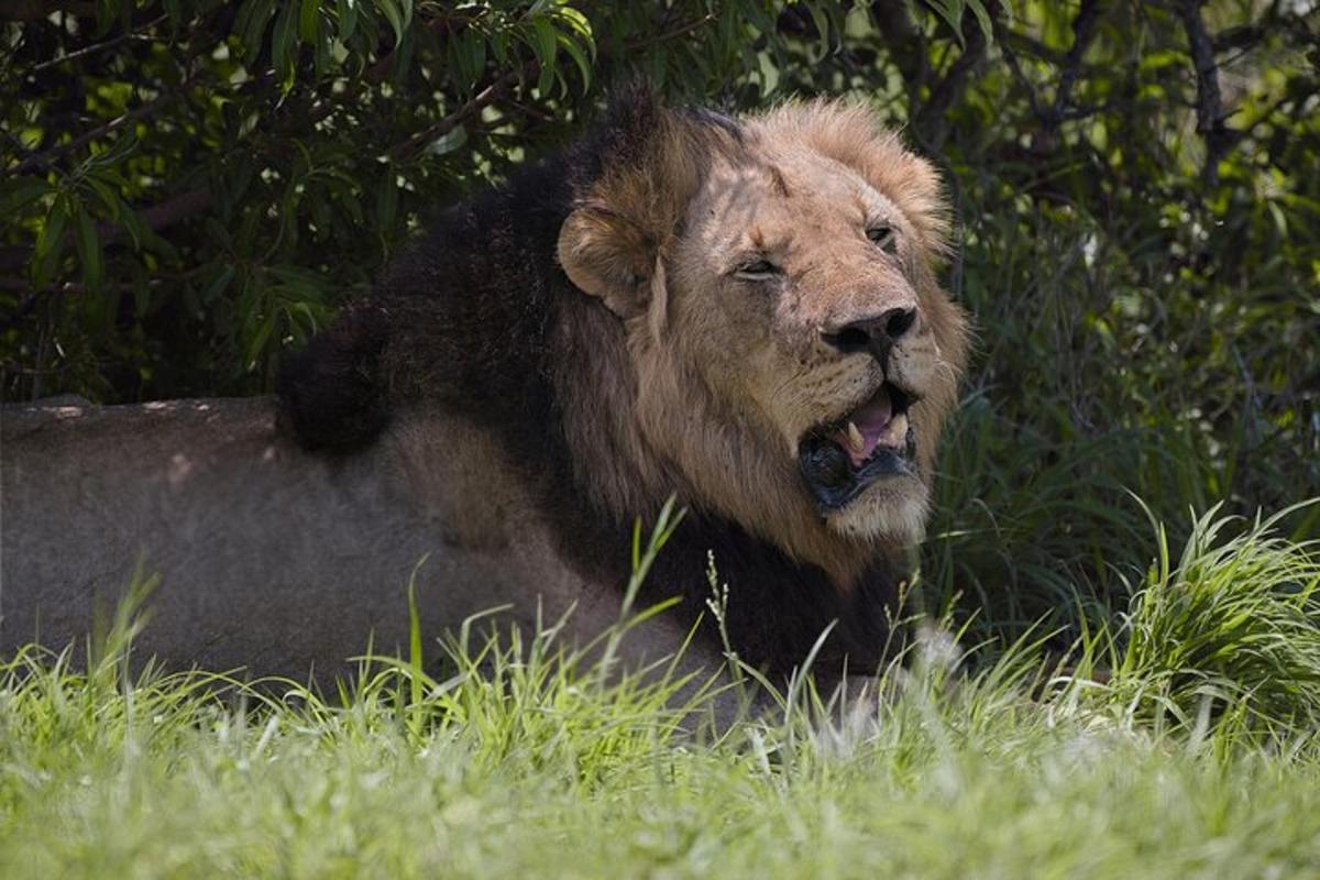 un leone sdraiato sull'erba con la bocca aperta