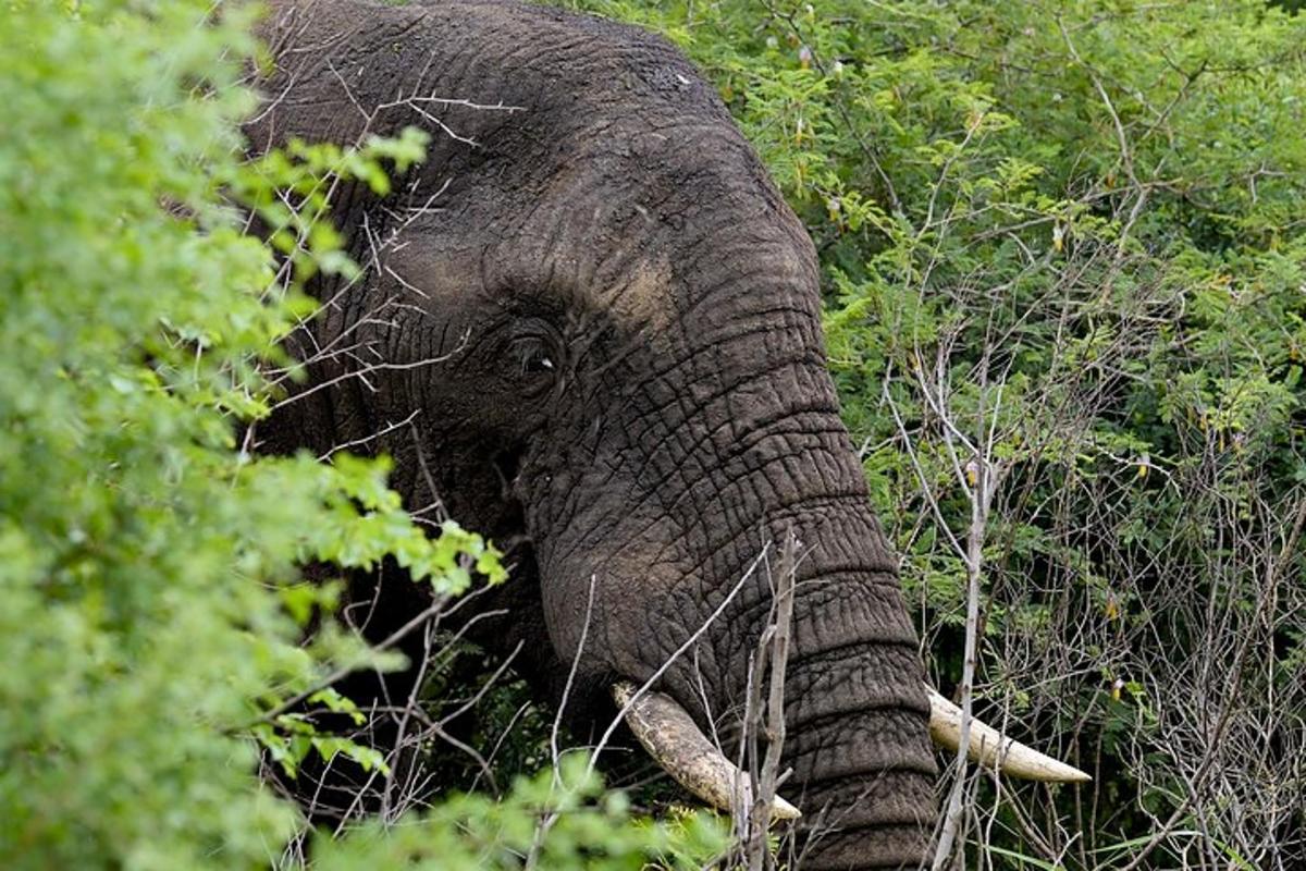 un elefant amb ullals dempeus als arbres