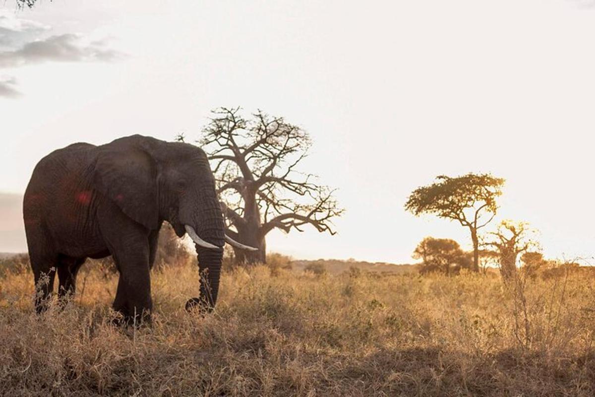 en elefant, der går i græsset på en mark