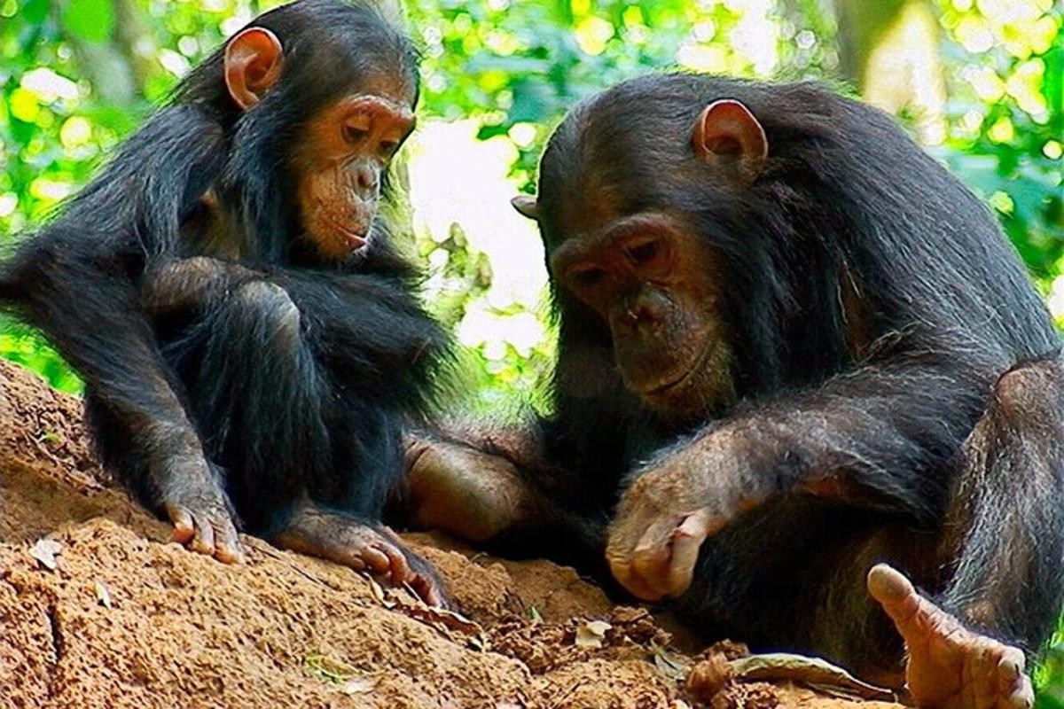 dua ekor cimpanzi duduk di atas batu
