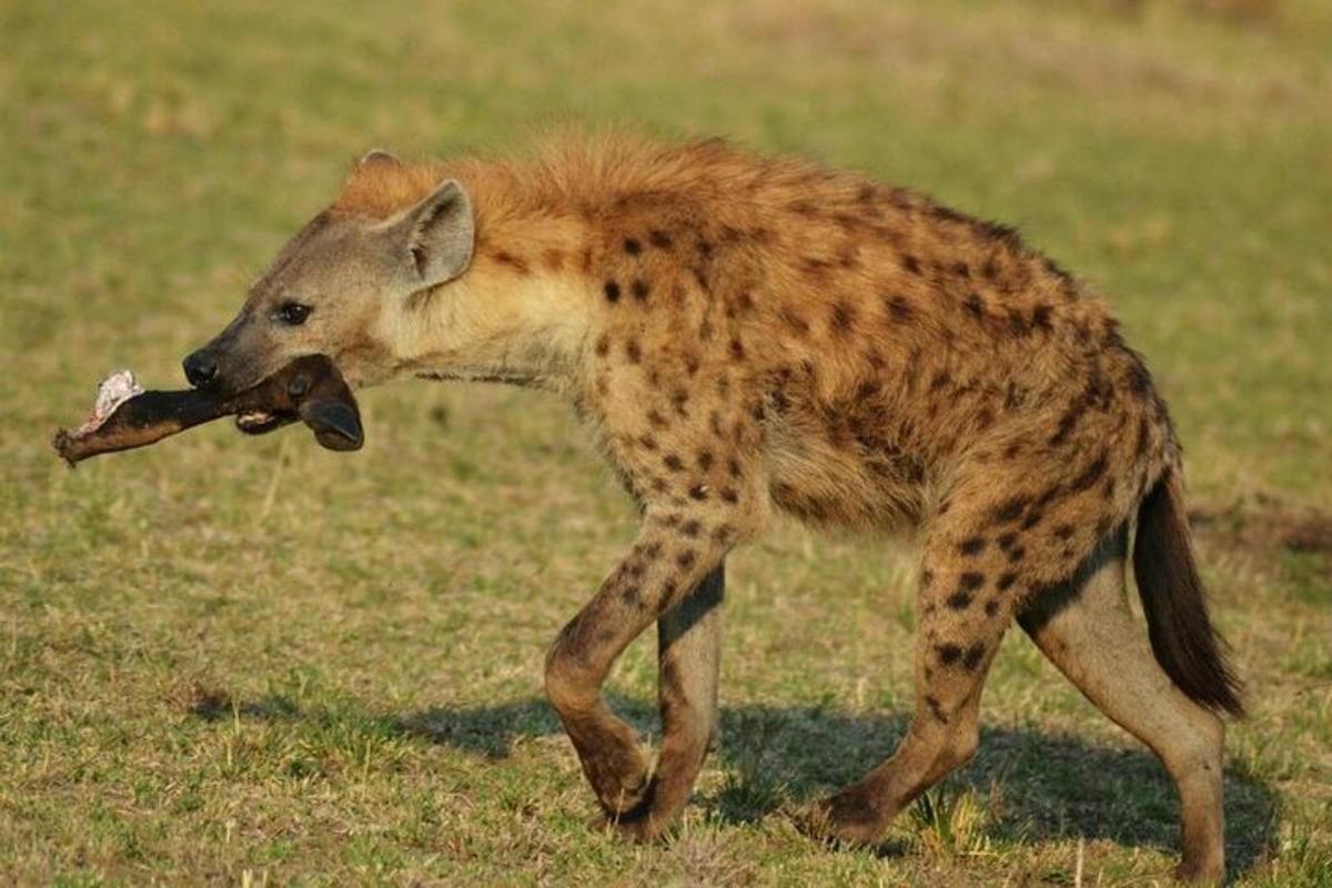 gepard chodzący z kością w pysku
