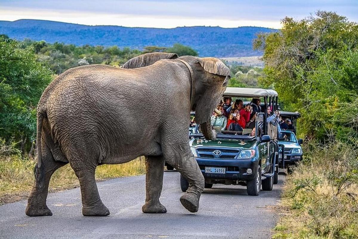 Un elefante caminando por una calle con gente en un camión.