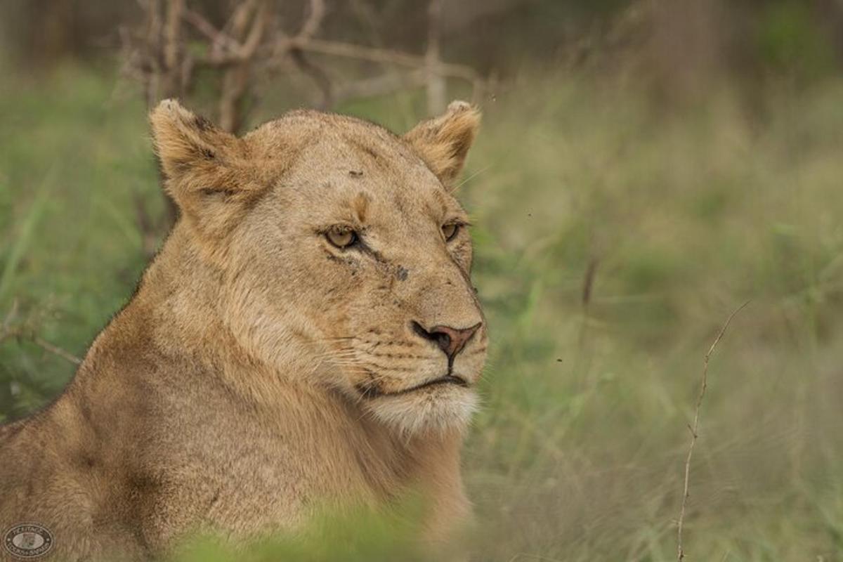 a lioness standing in a field of grass