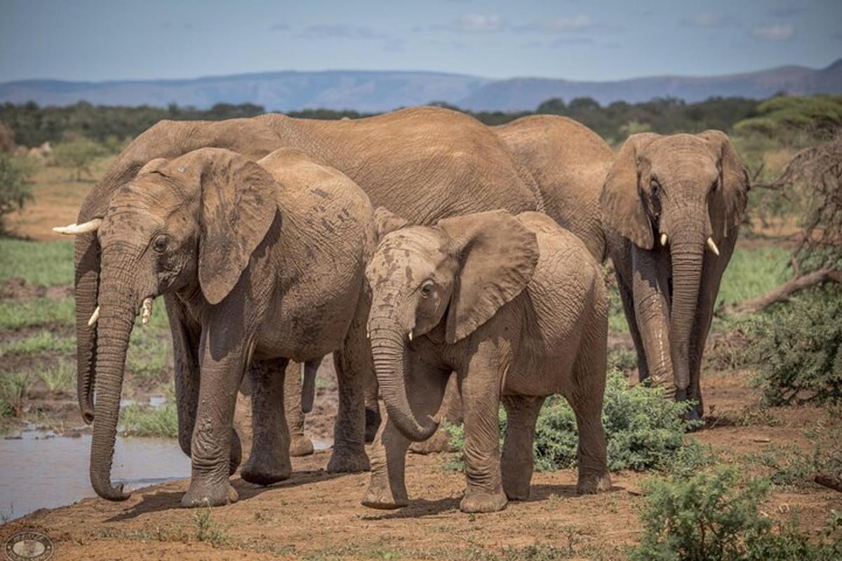 a herd of elephants standing next to a watering hole