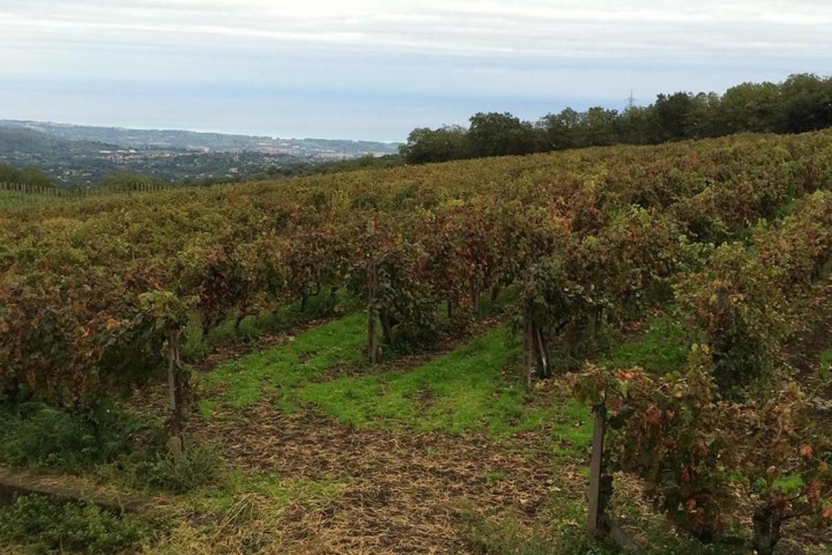 un vigneto con alberi sul fianco di una collina