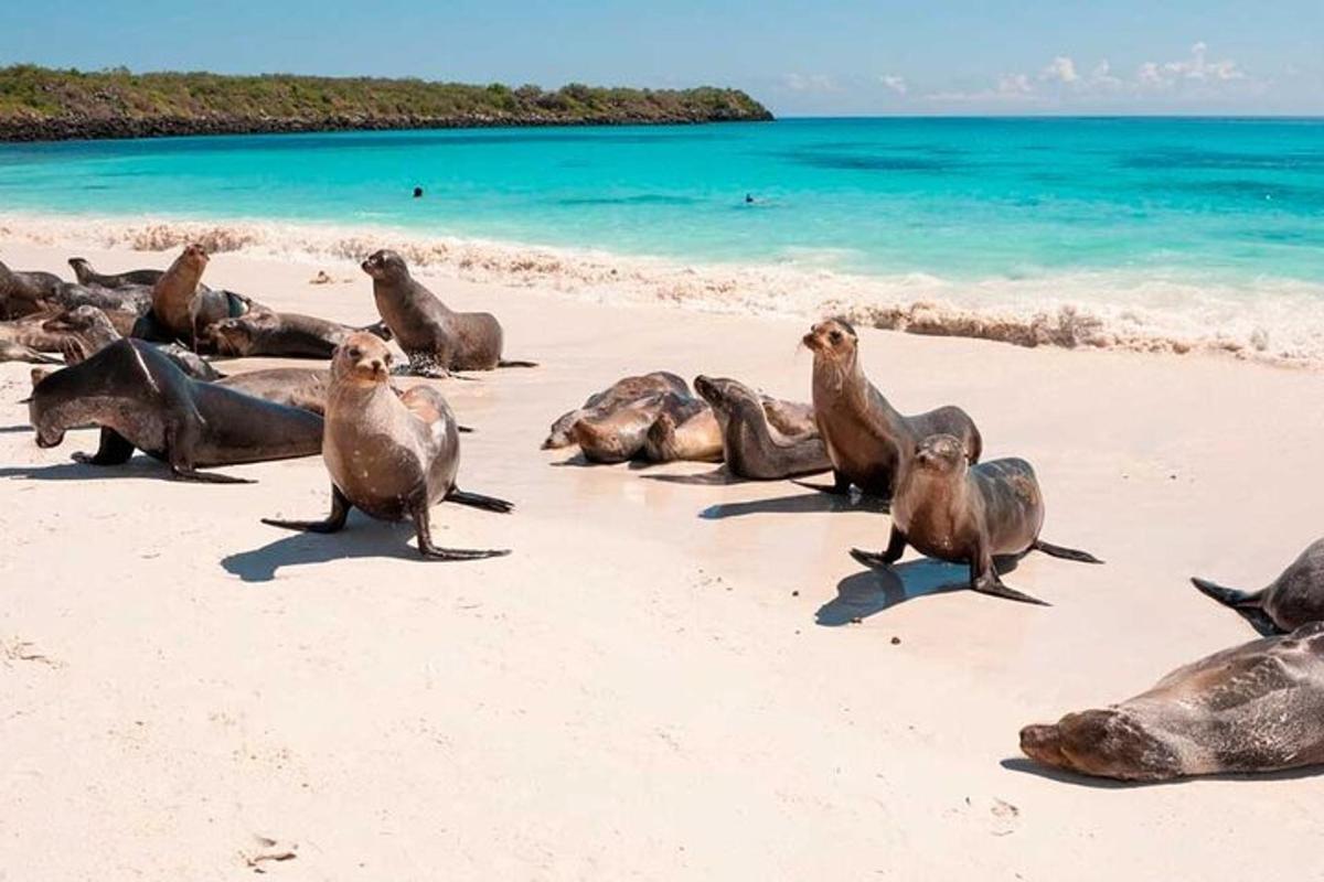 a group of seals sitting on the beach
