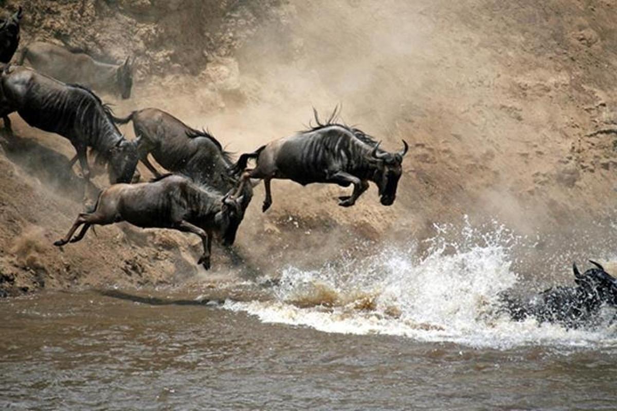 una mandria di gnu che salta in acqua