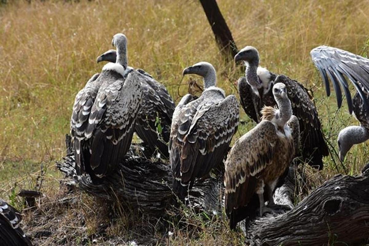 sekumpulan burung nasar berdiri di padang