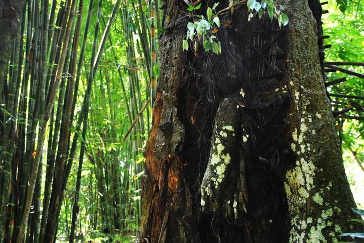 a tree in the middle of a bamboo forest