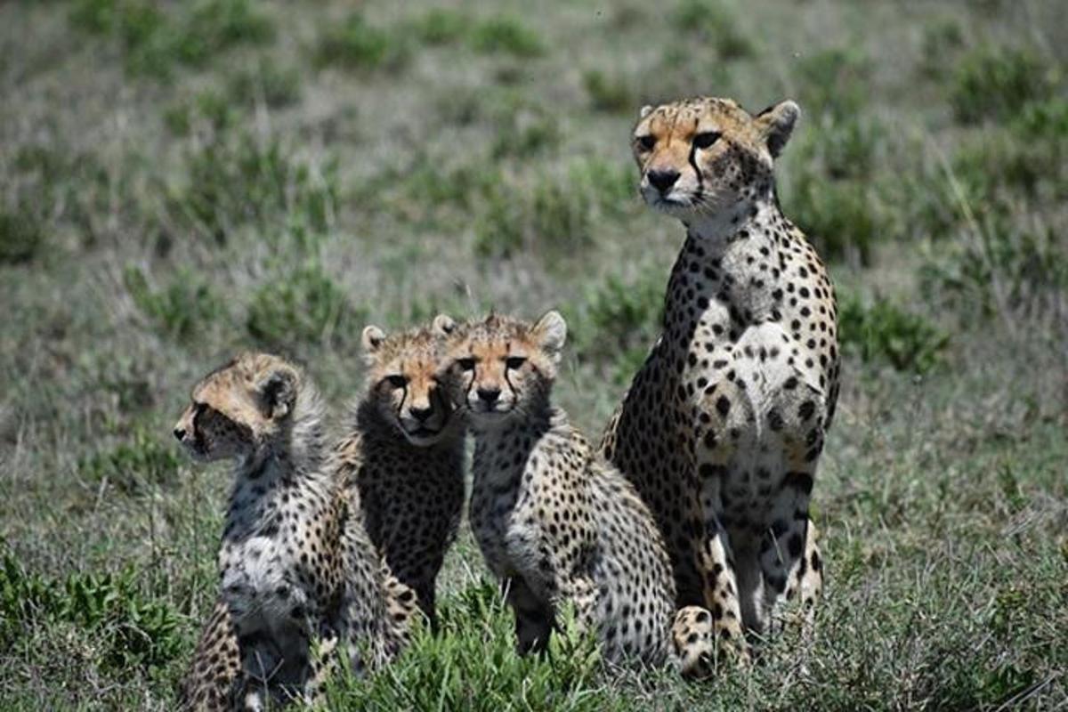sekumpulan empat cheetah duduk di padang