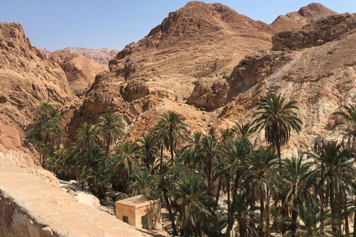 a group of palm trees in front of a mountain