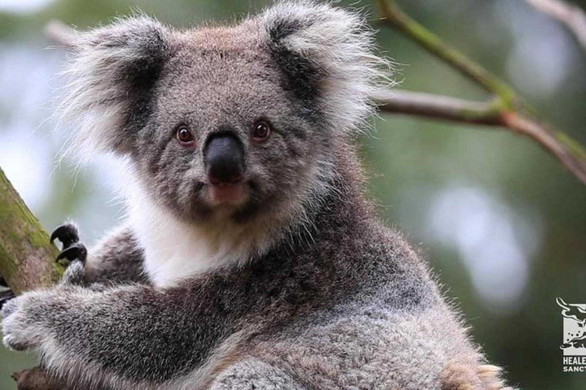 Koala sedí na větvi stromu