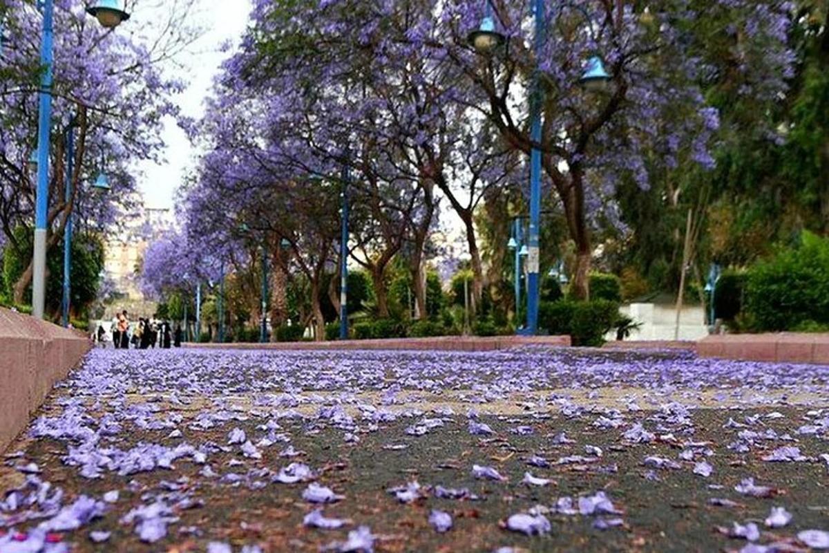 ένα πάρκο με μοβ λουλούδια στο έδαφος