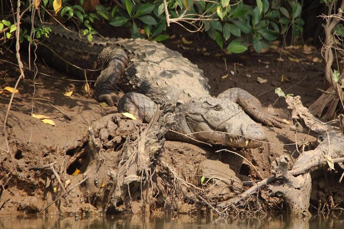 un alligatore sdraiato sul fango nell'acqua