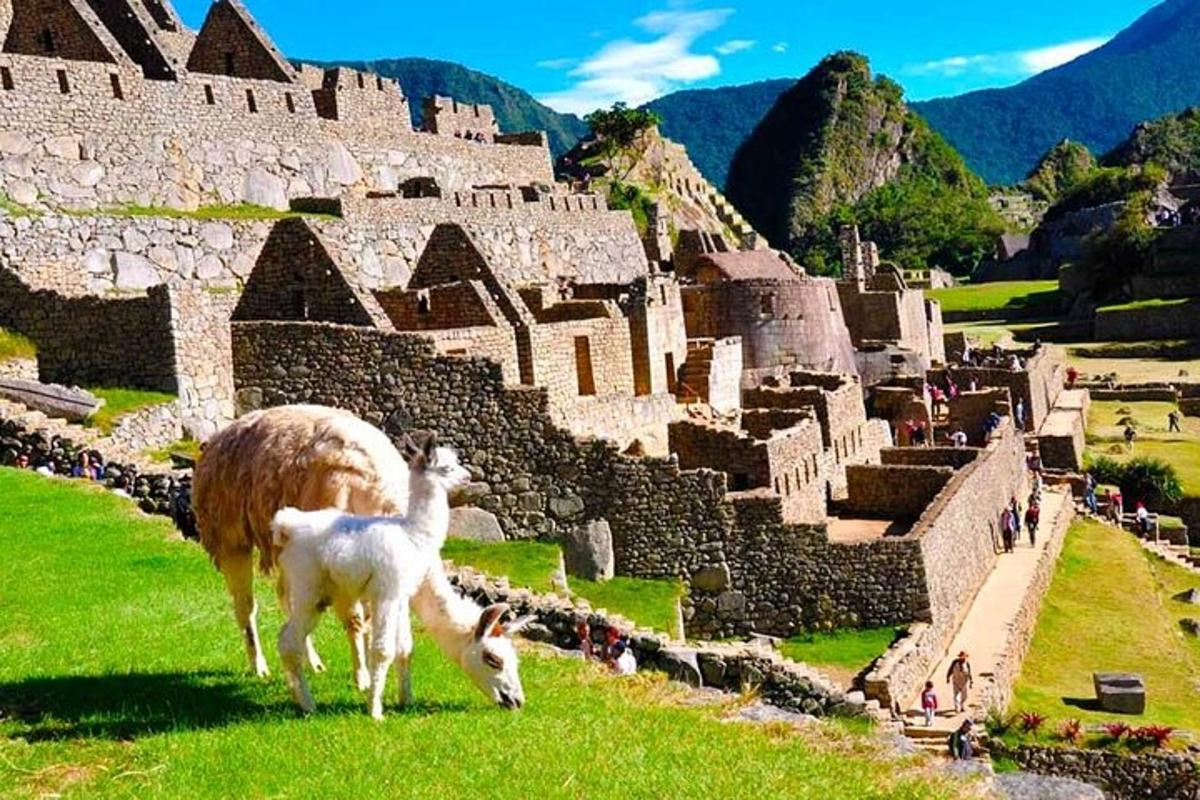 một con cừu và hai con dê đứng trước aiseum