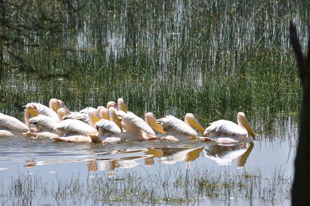 un estol de flamencs dempeus a l'aigua