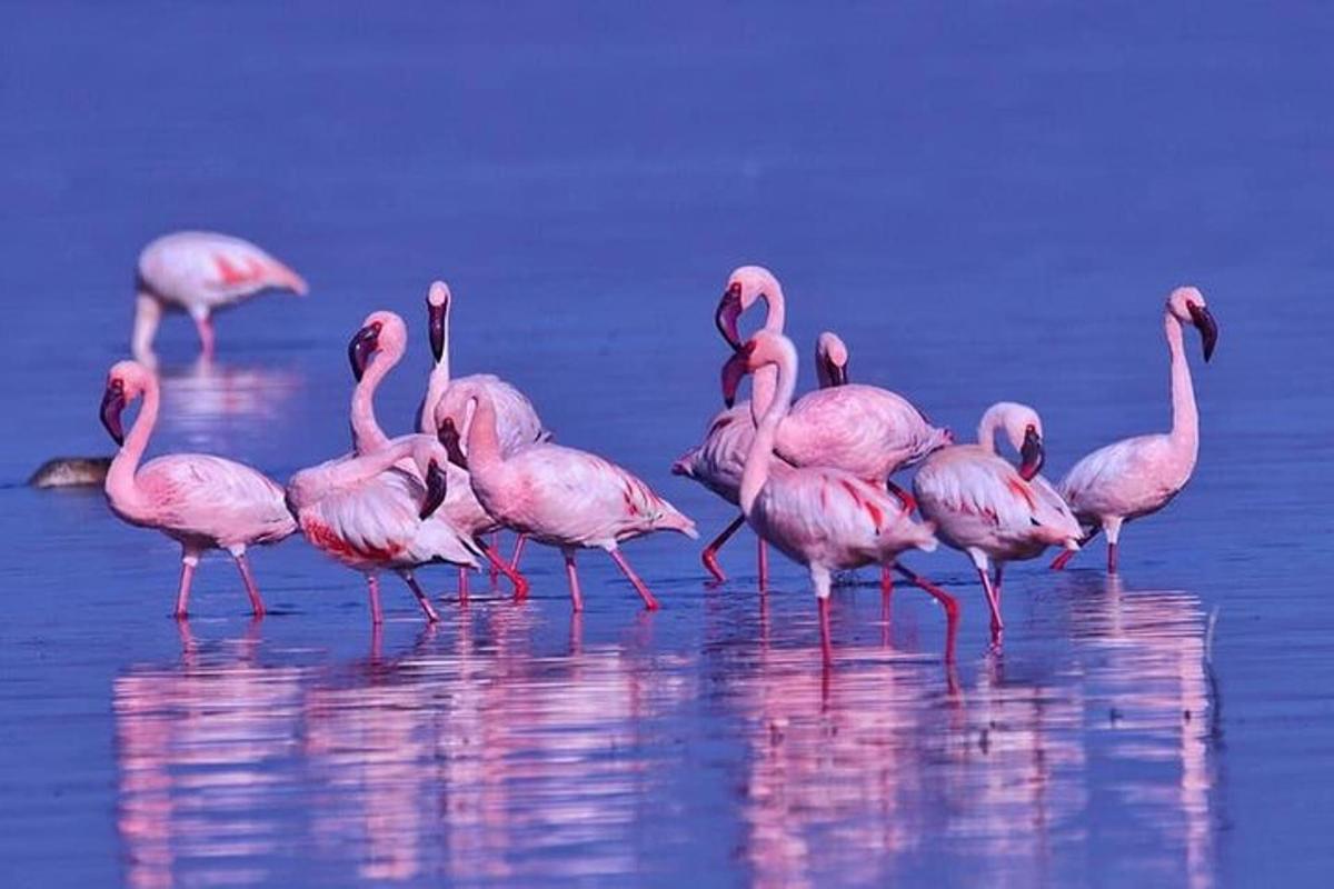 egy csoport rózsaszín flamingó áll a vízben
