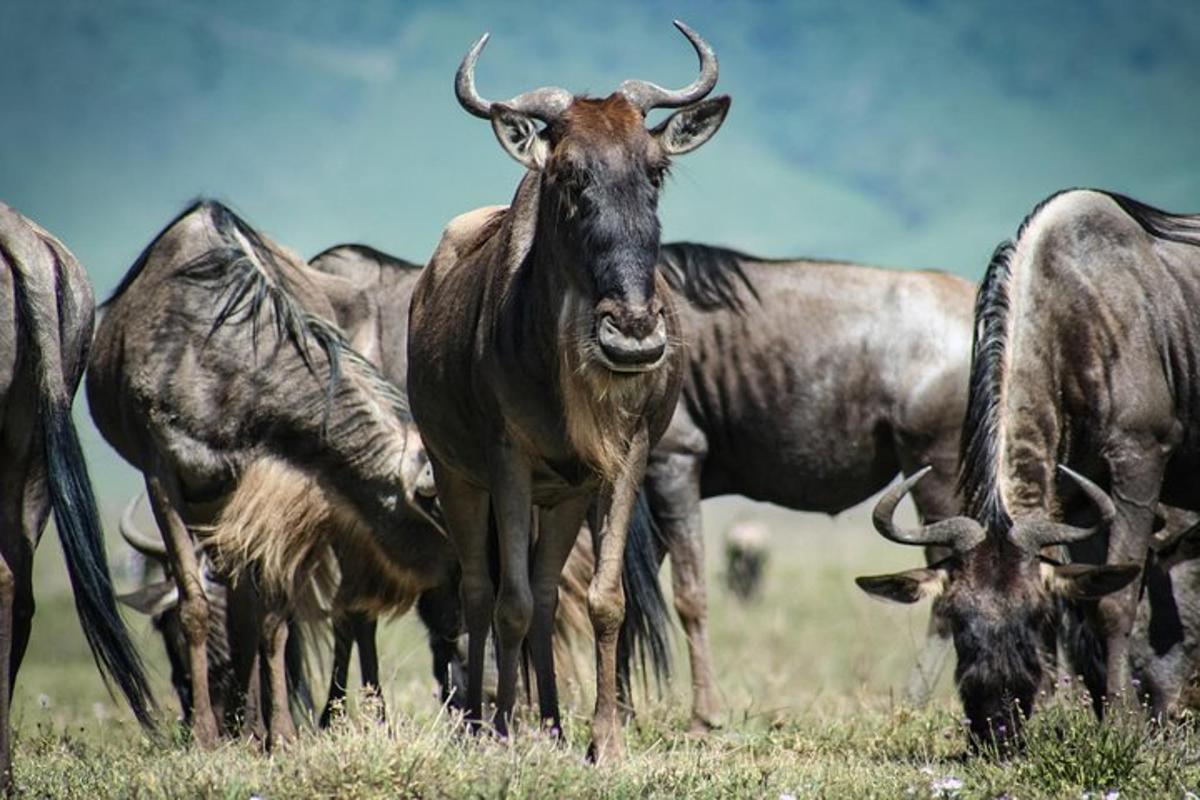 um grupo de animais selvagens em um campo