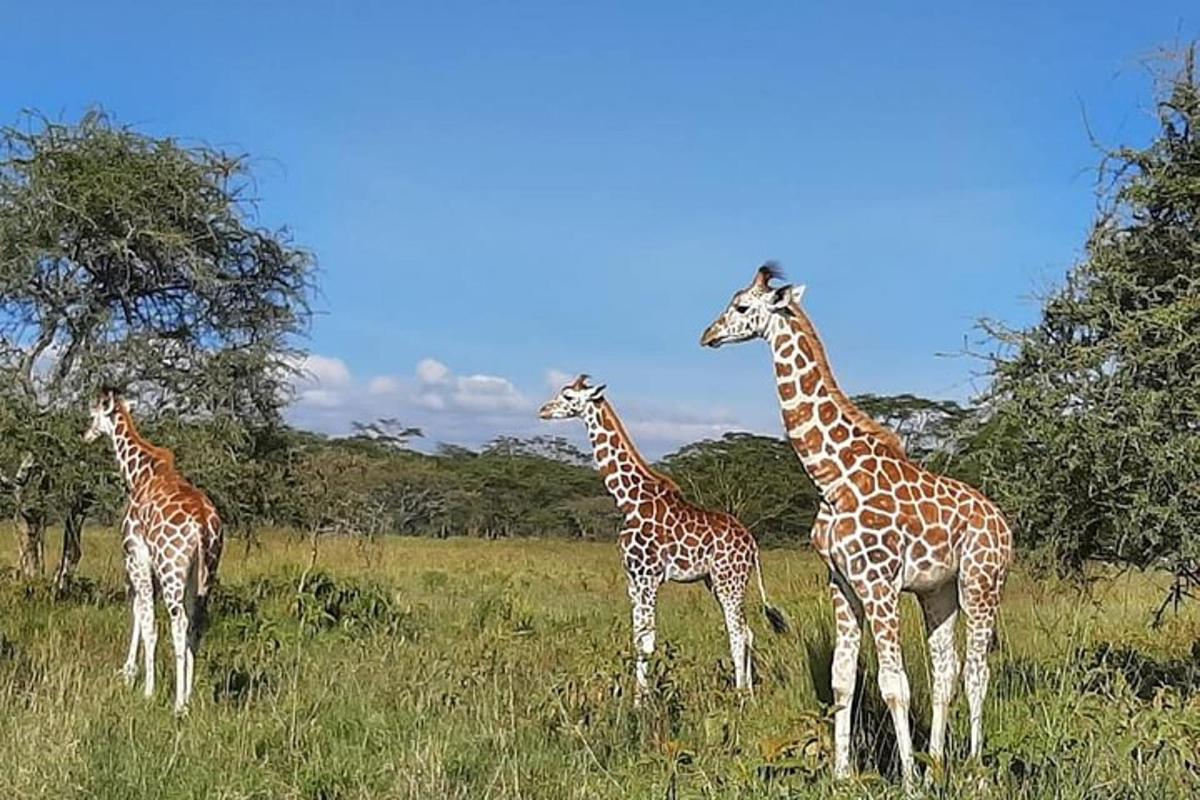 three giraffes are standing in a field