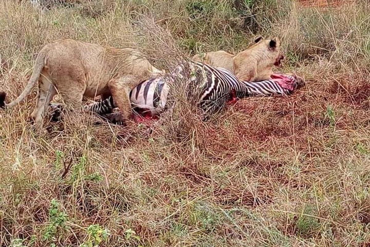 uma zebra e um macaco brincando com um animal morto