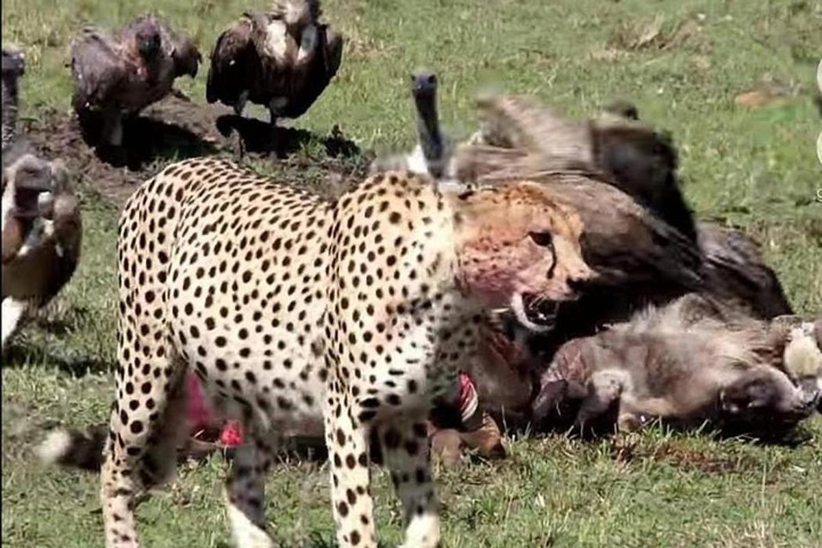 un ghepardo e un gruppo di uccelli in un campo