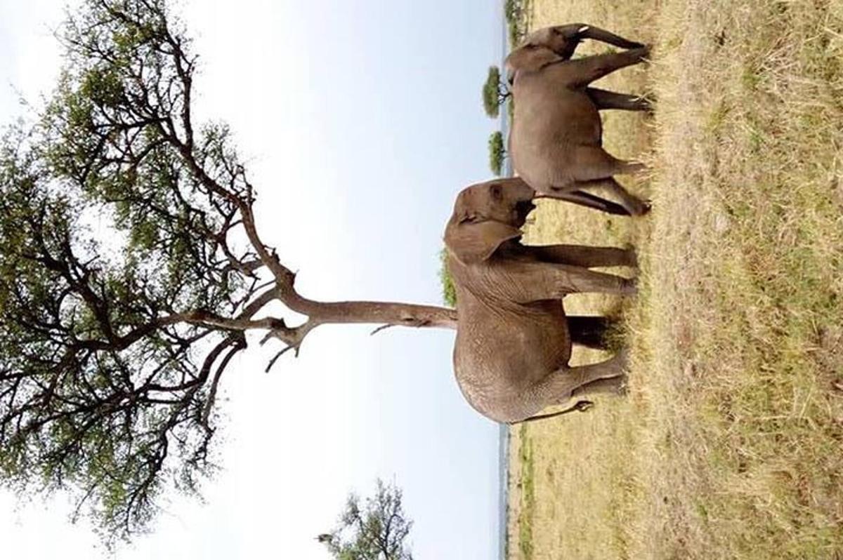 un gruppo di elefanti in piedi sul bordo di un campo