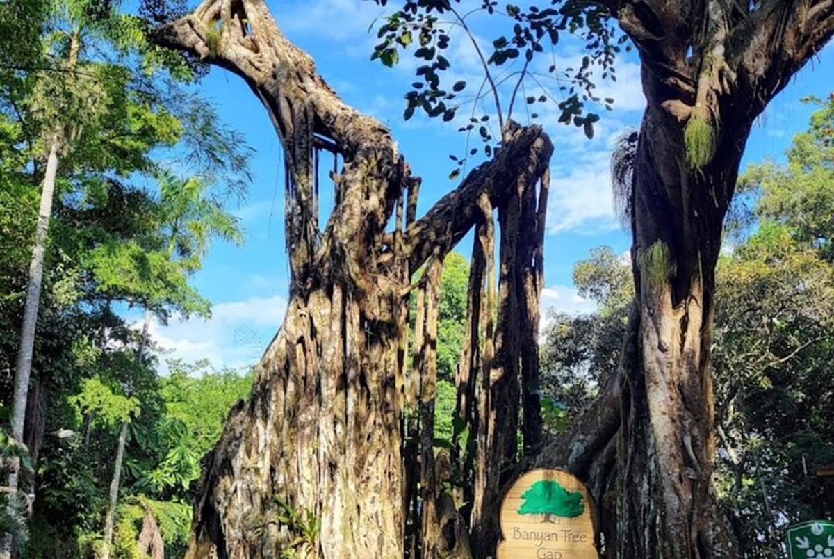 a large tree with a sign in front of it
