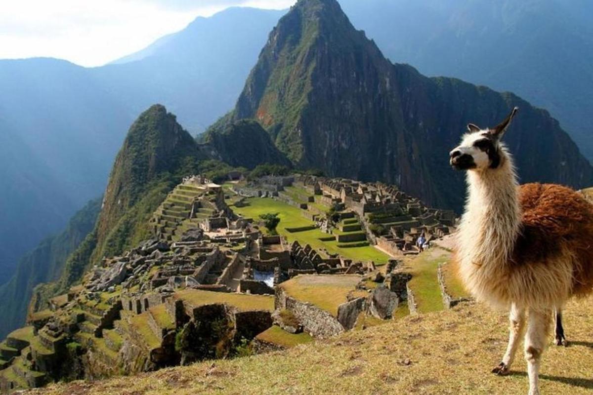lama stendur á fjallstoppi