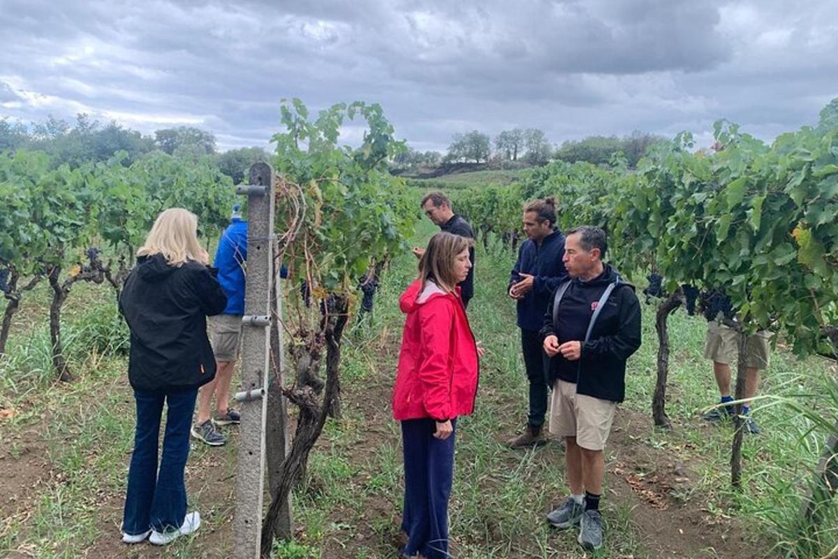 a group of people standing around in a vineyard