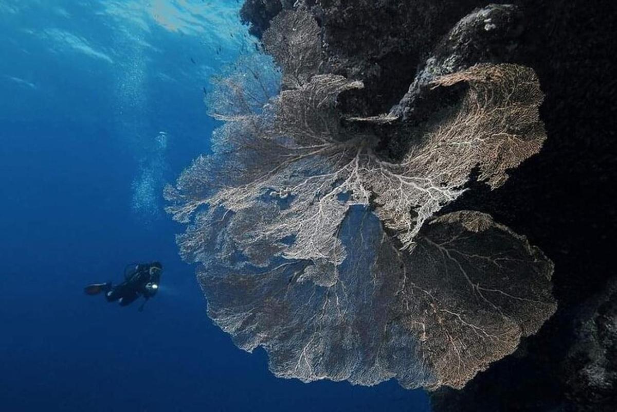 seseorang berenang di laut di samping tanaman besar