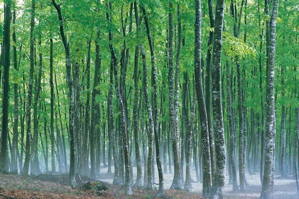 a forest of tall trees with fog in the background