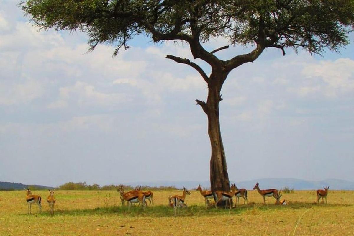 un gruppo di animali in piedi accanto a un albero