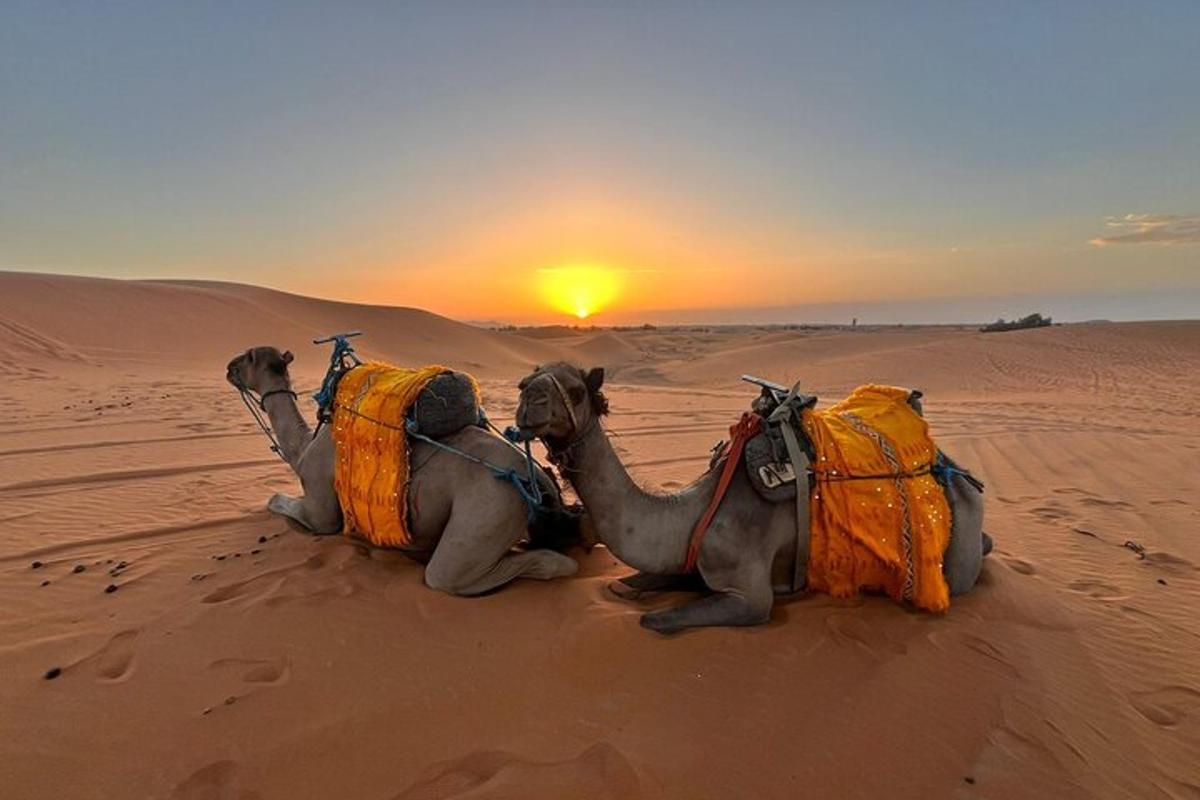 Dos camellos sentados en el desierto mirando la puesta de sol