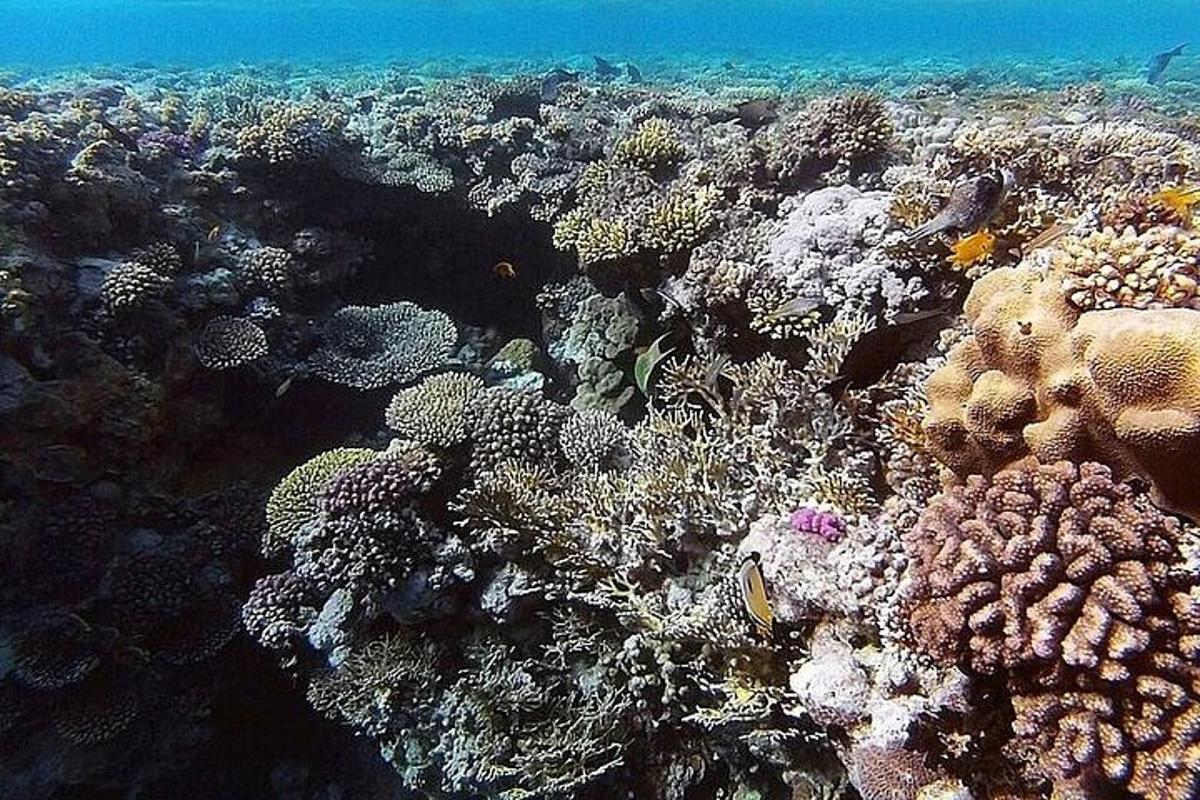 拥有大量鱼类和其他生物的珊瑚礁