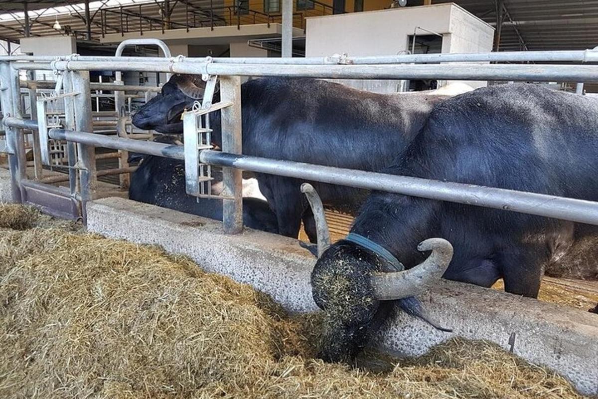 a couple of cows eating hay in a pen