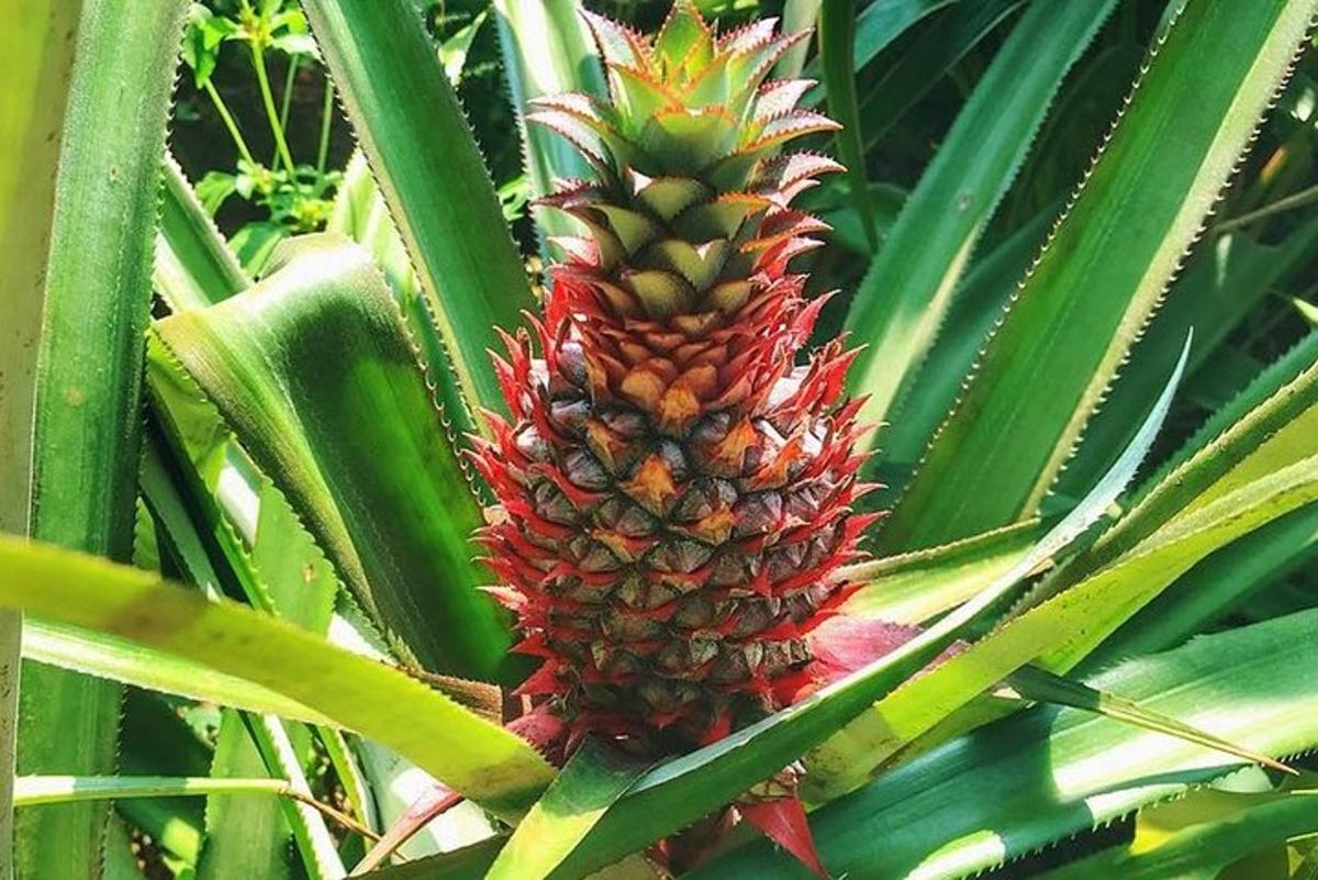 Un primer plano de una piña creciendo en un árbol.