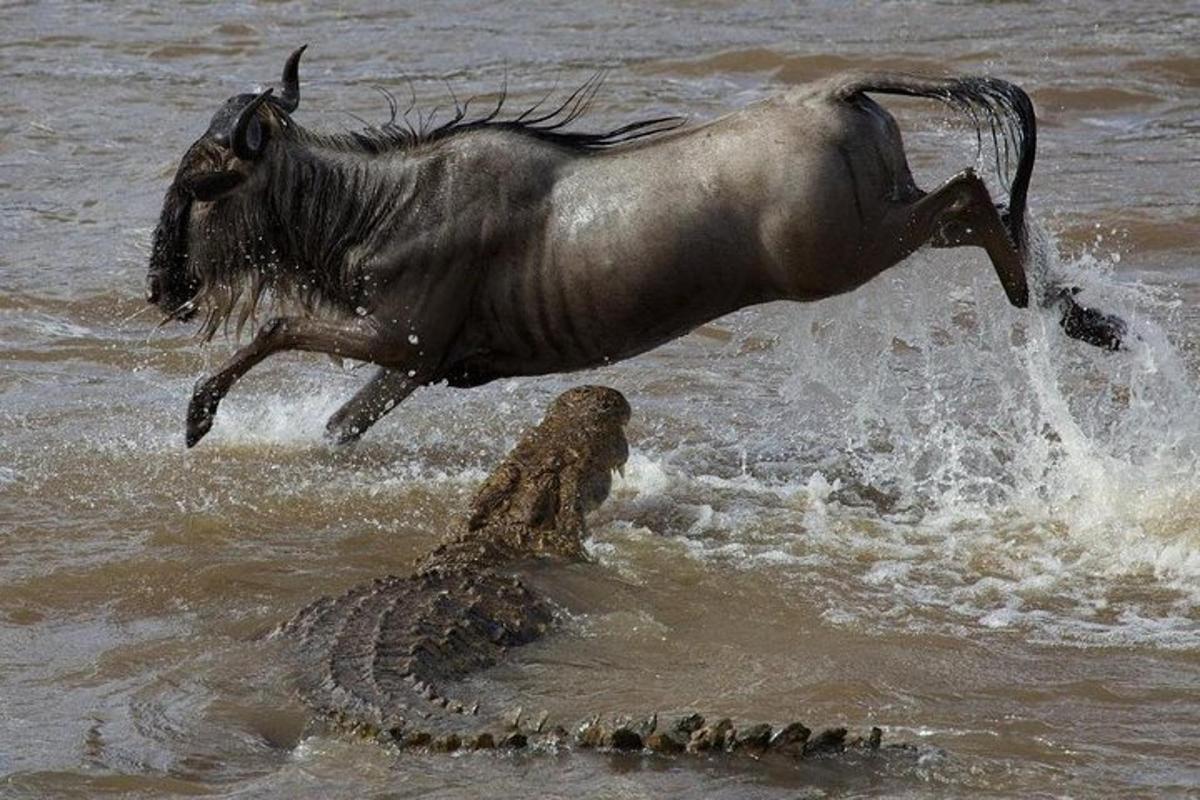 Un animal saltando sobre un caimán en el agua.