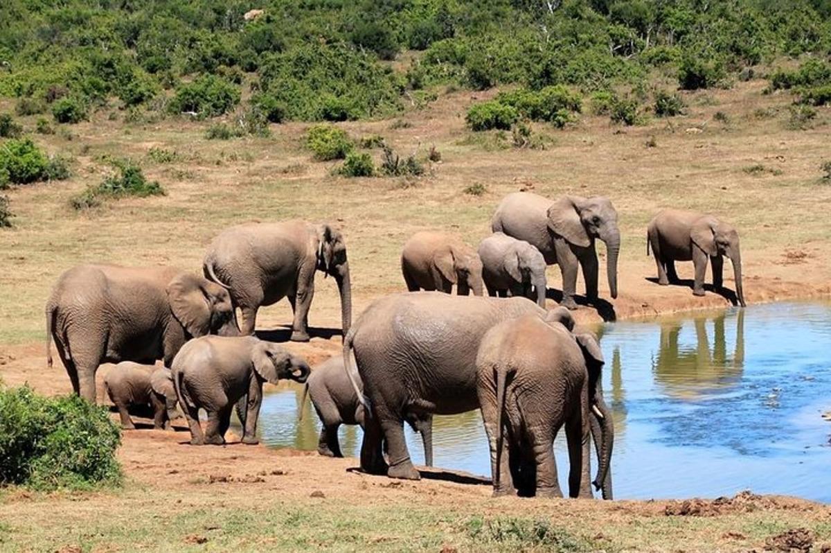 a herd of elephants drinking at a watering hole