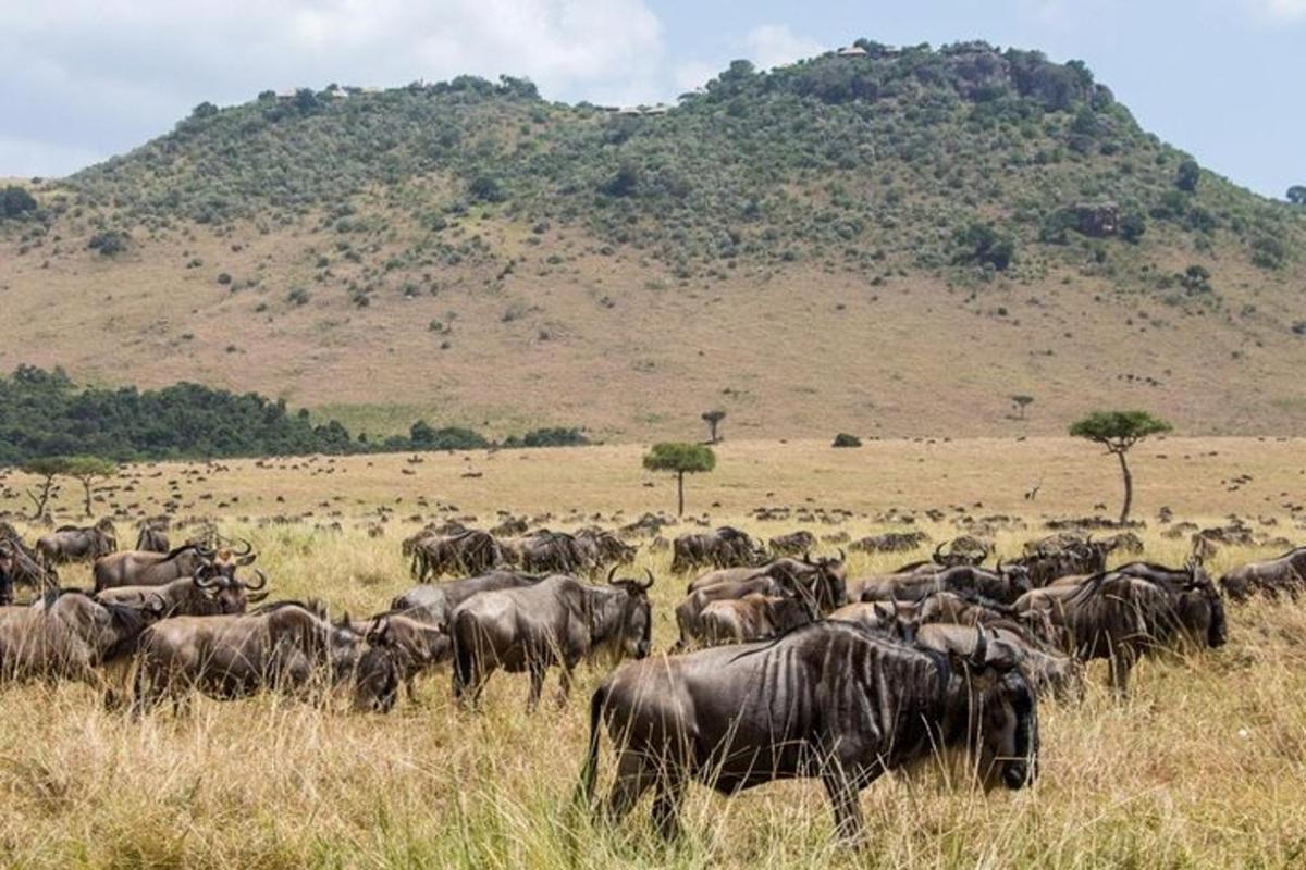 a herd of animals grazing in a field