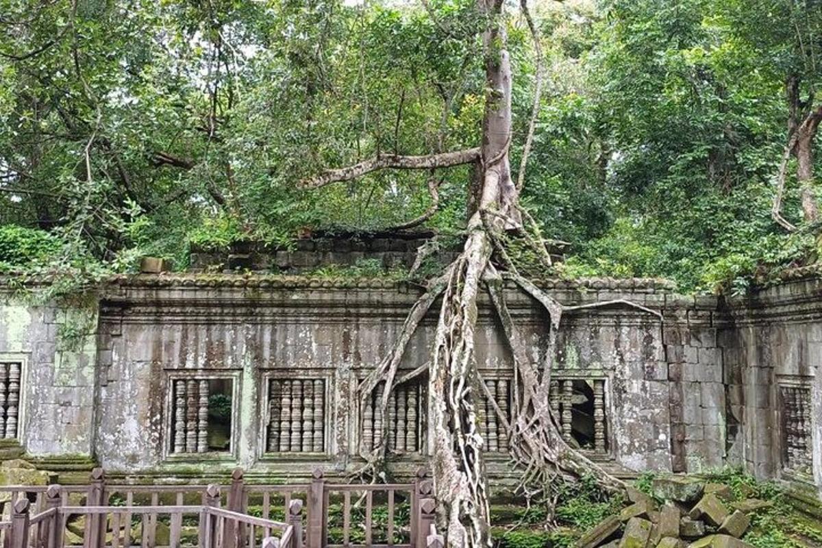un vecchio edificio da cui cresce un albero
